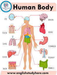 Do you know human body's orguns name? 1000 Opposite Words In English English Study Here