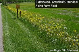 Crabgrass is an invasive weed that looks similar to grass. Butterweed Cressleaf Groundsel Beauty Is In The Eye Of The Beholder Bygl