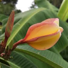 That Fade Is Unreal Wingswormsandwonder Frangipani Plumeria Frangipani Plumeria Instagram