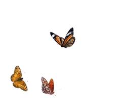 Nature Fave Cute Natural Fillers Outside Animals Butterfly Alive Live Png Pngs Png Overlays Picsart Overlays