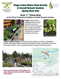 Image result for Rytigynia lewisii