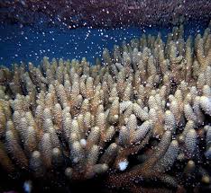 Als korallen (von altgriechisch κοράλλιον korállion „koralle) werden sessile, koloniebildende nesseltiere (cnidaria) bezeichnet. Lichtverschmutzung Stort Korallen Sex Bei Abendlichem Storlicht Fallt Die Massen Hochzeit Im Riff Aus Scinexx De