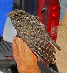 Call Of The Whippoorwill Pet Birds Beautiful Birds Bird