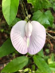 Image result for Fabaceae subfamily Papilionoideae