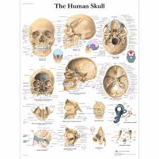 The benefits of posters as a secondary or tertiary educational tool are manifold. Human Skull Chart 4006656 Vr1131uu Skeletal System 3b Scientific