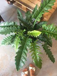 Maybe you would like to learn more about one of these? Philodendron Narrow Tiger Tooth Cool Plants Philodendron Plant Plants