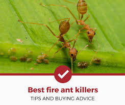 Basf pest control solutions best suited for the particular facility. Top 5 Best Fire Ant Killers 2021 Review Pest Strategies
