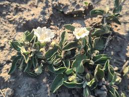 Image result for Seddera