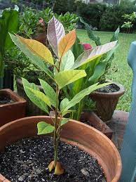 A Fun Project For The Kids Growing Avocados From Seed To Tree Avocado Plant Growing An Avocado Tree Grow Avocado