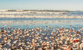 Shells Beach North Of Iran Shell Beach Beach Outdoor