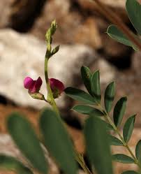 Image result for Tephrosia purpurea