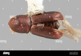 Image result for Vismia orientalis