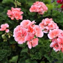 Image result for Geranium