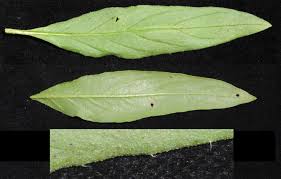 Image result for Heliotropium zeylanicum
