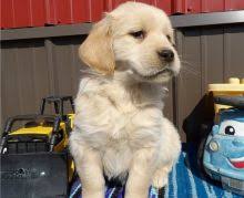 Find golden retriever puppy in canada | visit kijiji classifieds to buy, sell, or trade almost anything! Sudbury Golden Retriever Dogs Puppies For Sale Classifieds At Eclassifieds 4u