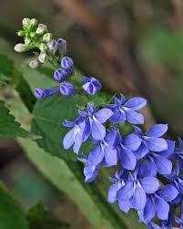 Image result for Lobelia kundelungensis