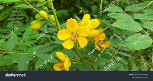 Image result for Senna occidentalis
