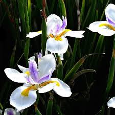 Image result for Dietes grandiflora