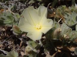 Image result for Convolvulus goyderi