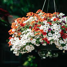 Vergeet niet dat hangplanten de neiging hebben sneller uit te drogen, dus houd ze goed bewaterd en controleer ze dagelijks. 9 Best Colorful Plants For Hanging Baskets