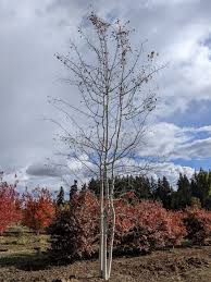 Image result for Prairie Gold