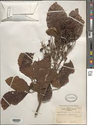 Image result for Allophylus abyssinicus