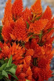 Pin On Orange Flowers
