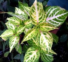 Image result for Iresine lindenii