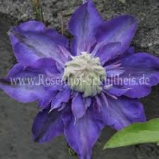 Diese gesunde clematis ist enorm wüchsig und lässt keine wünsche offen. Kiri Te Kanawa Rosen Online Kaufen Im Rosenhof Schultheis Rosen Online Kaufen Im Rosenhof Schultheis