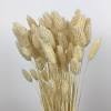 Billy buttons have a unique globe shaped flower which rises on a delicate stalk above the slender silver green leaves at the base of the plant. 1