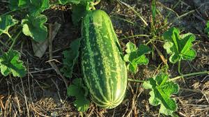 Image result for Cucumis meeusei