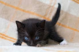 Cats with dark blue eyes were discovered in new mexico among feral cat populations. Ojos Azules Cat Breed Health Grooming Colors And Traits Petguide