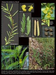 Image result for Chamaecrista