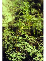 Image result for Chamaecrista grantii