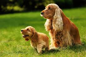 Английский кокер-спаниель: фото, характер, описание породы | PEDIGREE®