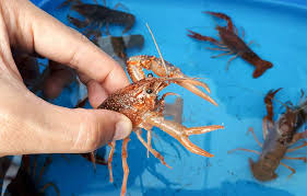 Louisiana seafood and food products. How To Satisfy A Crawfish Craving Carolina Country