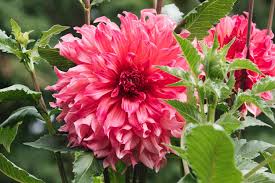 Image result for Dahlia sp. (cultivar)