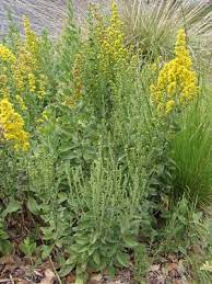 Solidago Velutina Ssp Californica California Goldenrod From Gold Rush Nursery Hardy Plants Oregon Garden Plants