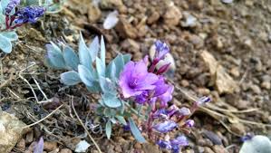 Image result for Epilobium stereophyllum