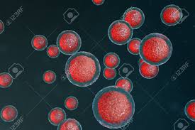 Check spelling or type a new query. 3d Illustration Egg Cells Embryo Embryo Cells With Red Nucleus Stock Photo Picture And Royalty Free Image Image 120805152