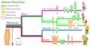 Image result for Musaceae