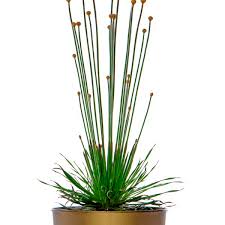 Image result for Syngonanthus