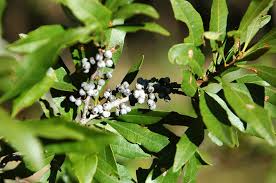Image result for Myrica salicifolia