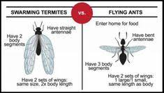 The praying mantis is often misspelled as the 'preying mantis' which is not a totally incorrect interpretation as it is farmers and gardeners often use mantids as natural 'pest control' because of their known interesting facts. 10 Termites Ideas Termites Termite Control Termite Treatment