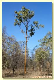 Image result for Xerophyta scabrida