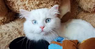 Por qué la gente disfruta tanto viendo videos de este animal. 3 4zoke Tqzi3m