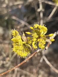 Image result for Cornus