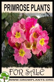 Pin On Plants For Sale