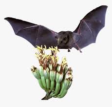 A zoo at the chapultepec park in the city's center. Mexican Long Tongued Bat Big Brown Bat Hd Png Download Kindpng