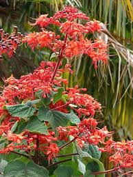 Image result for Clerodendrum abilioi